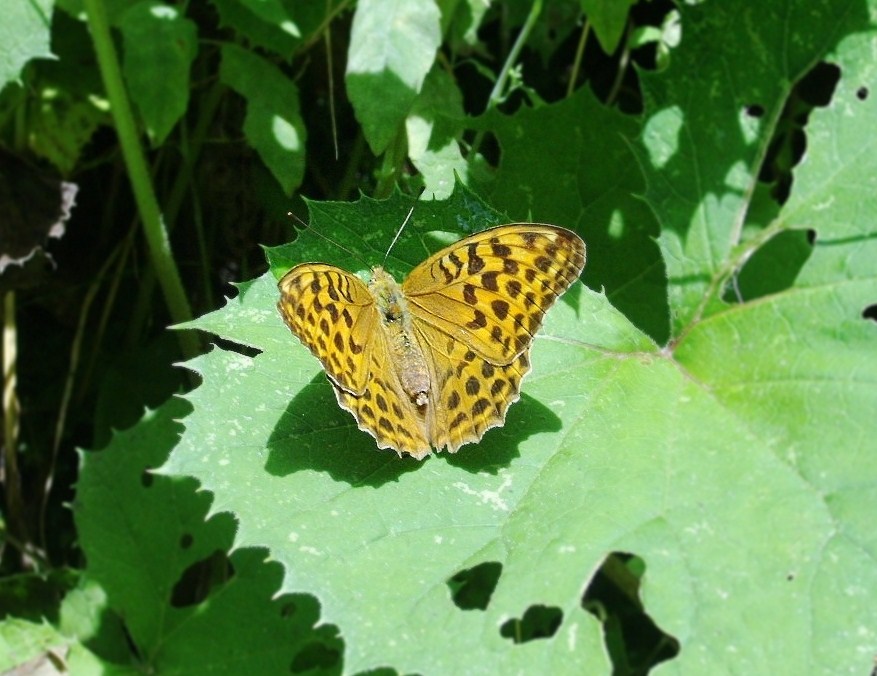 Farfalle di Valtellina, Valchiavenna, V.Poschiavo, Bregaglia